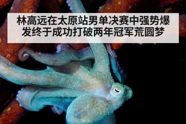 林高远在太原站男单决赛中强势爆发终于成功打破两年冠军荒圆梦